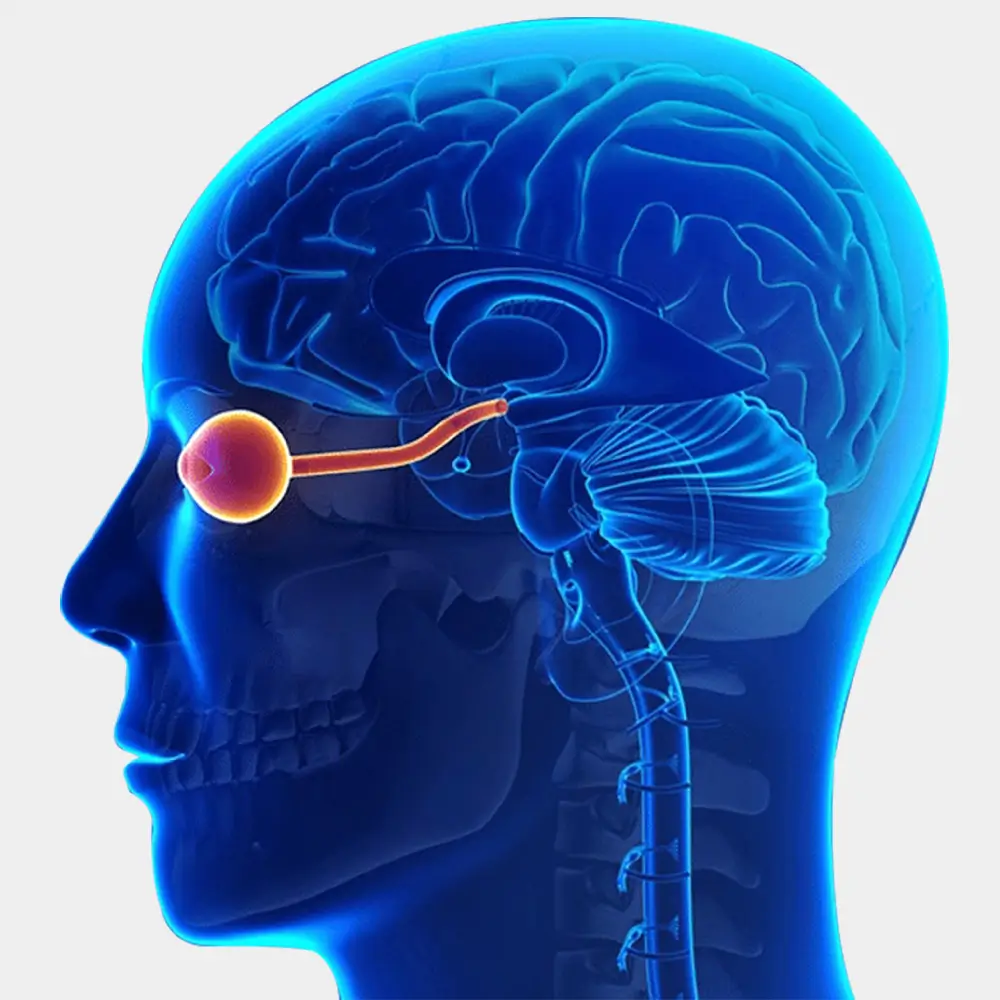 Neuro Ophthalmology
